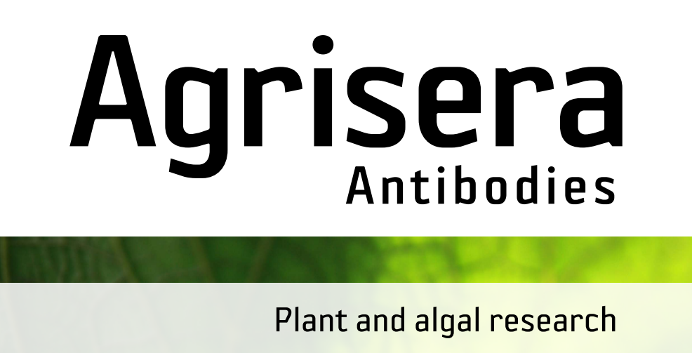 Agrisera MicroRNA相關(guān)研究植物蛋白抗體火熱促銷中！